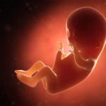 Развитие эмбриона по дням и неделям Женщины на 4 месяце беременности