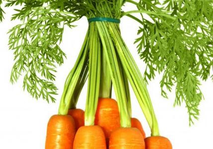 Ботаническая характеристика моркови, требования к условиям выращивания, сорта моркови Растение корнеплод