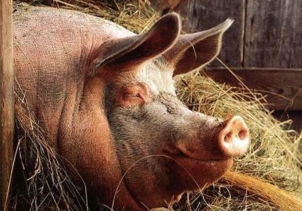 Почему мусульмане не едят свинину и что будет, если мусульманин съест свинину