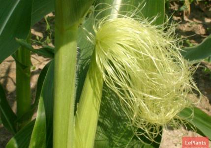 Ботаническая характеристика кукурузы Растение листьями похоже на кукурузу