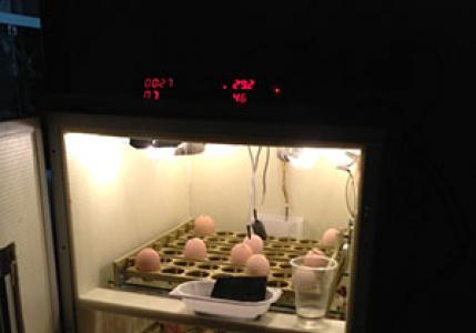 Как сделать инкубатор своими руками в домашних условиях Как сделать инкубатор куриных яиц