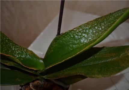 Вянут и сохнут листья у орхидеи: что делать и как помочь растению Орхидея фаленопсис вялые листья